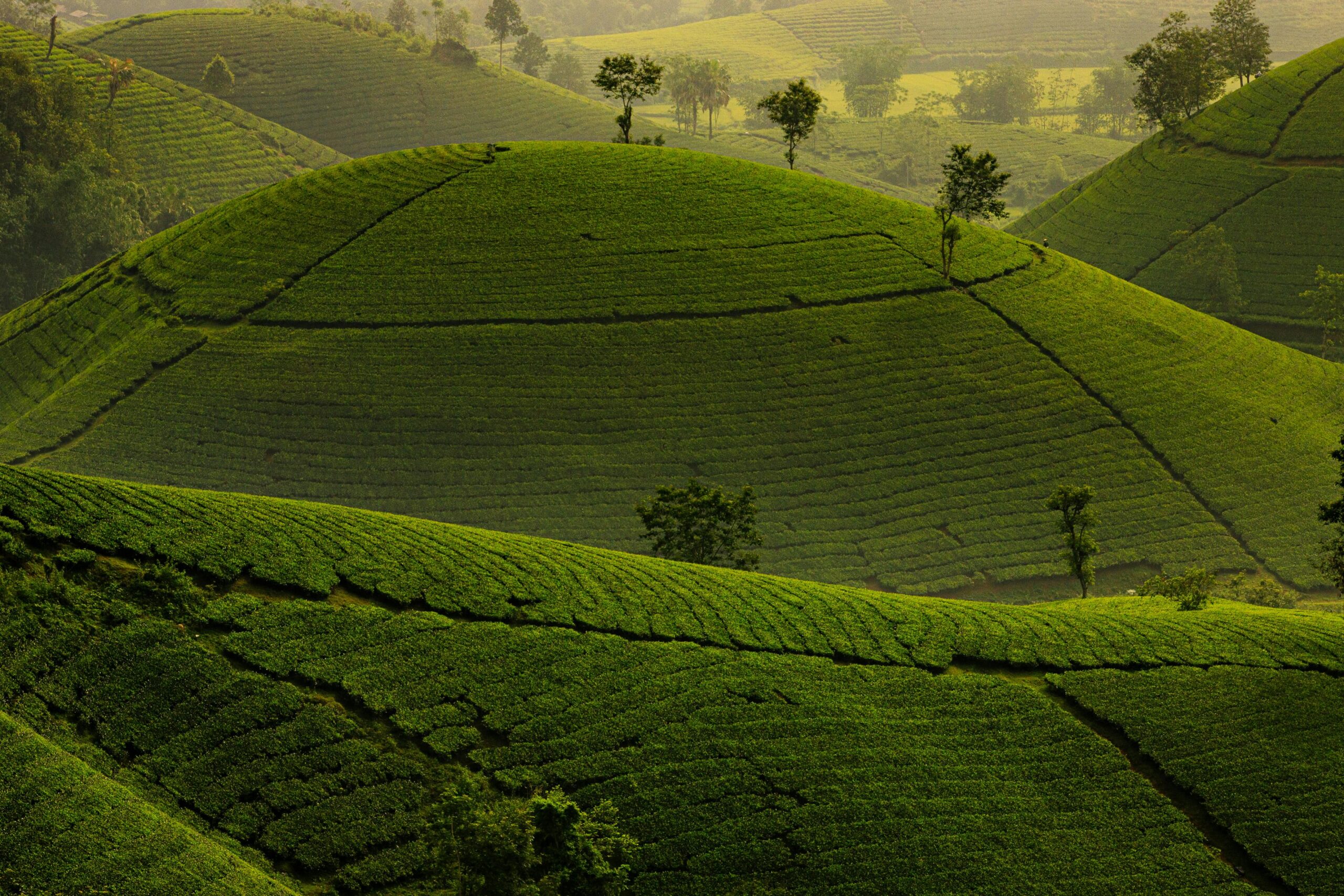 sky farms in Vietnam_2