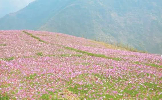 kinh nghiệm du lịch Tà Xùa_Ta Xua travel guide_3