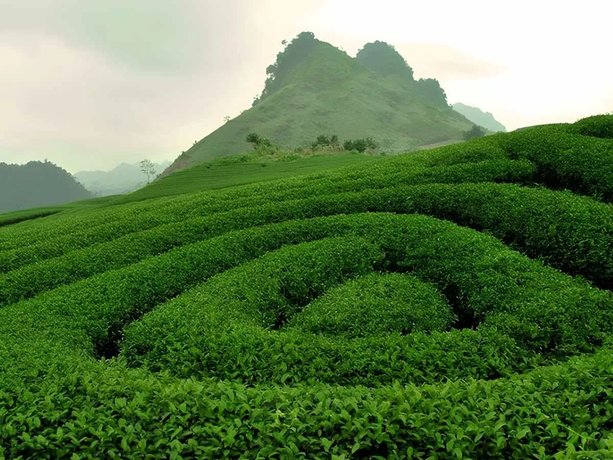 Yen Bai Trekking_2.jpg