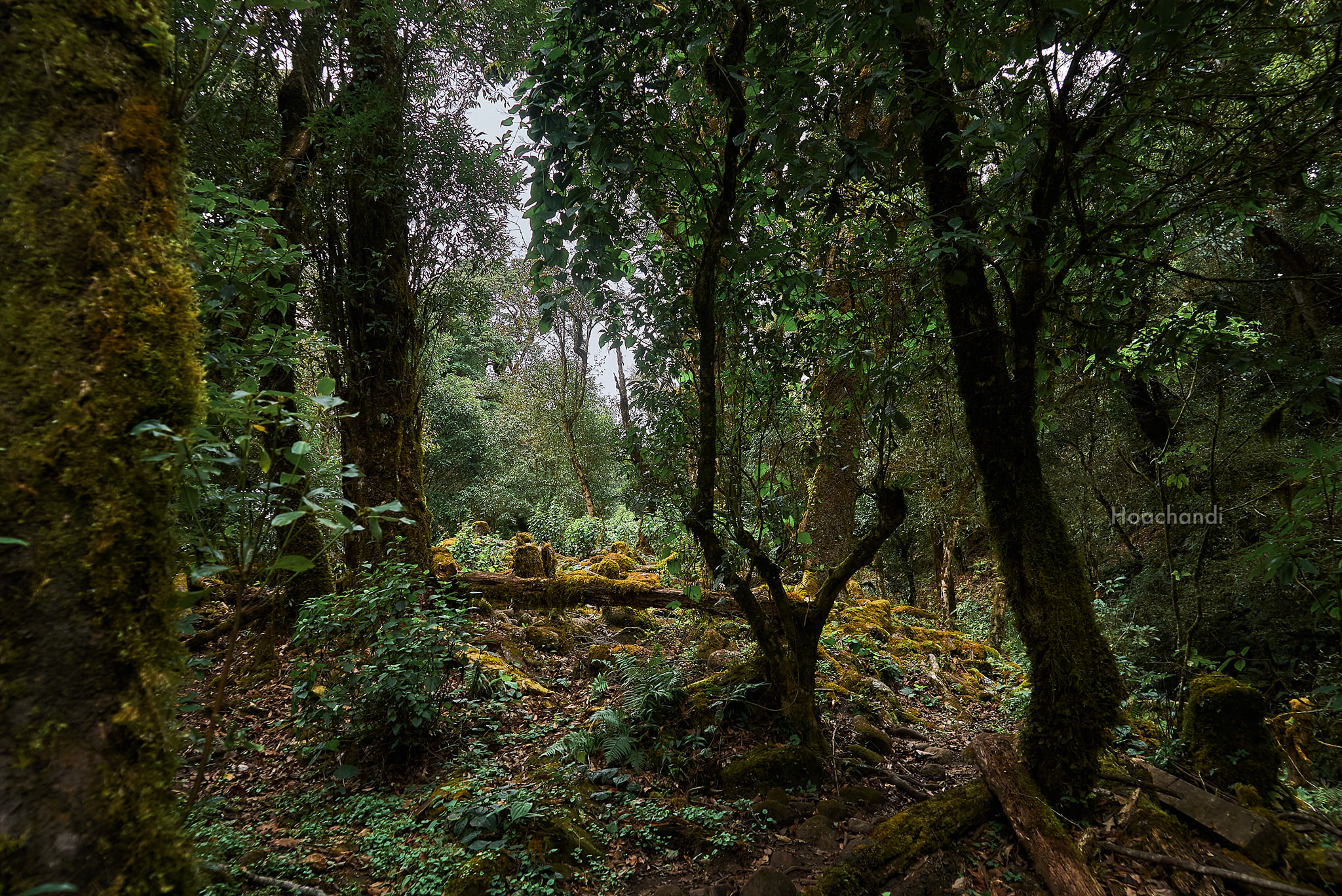 Ta Xua trekking