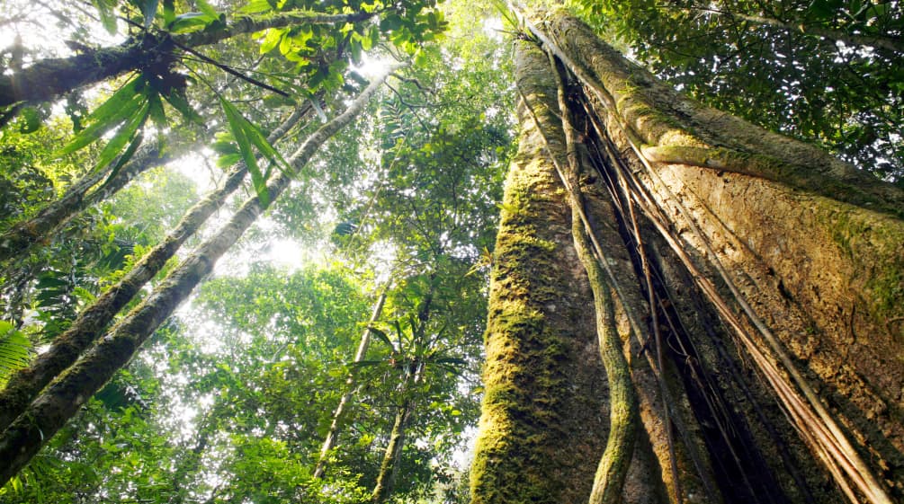 tropical forest biodiversity loss_6
