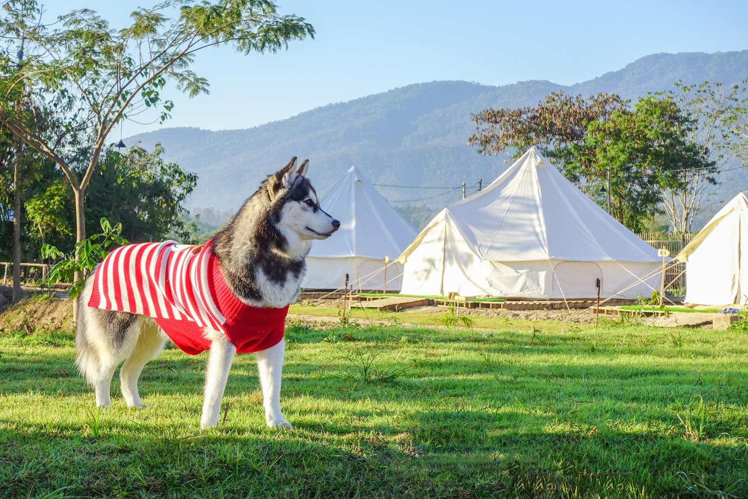 camping with pets in Vietnam_5-min