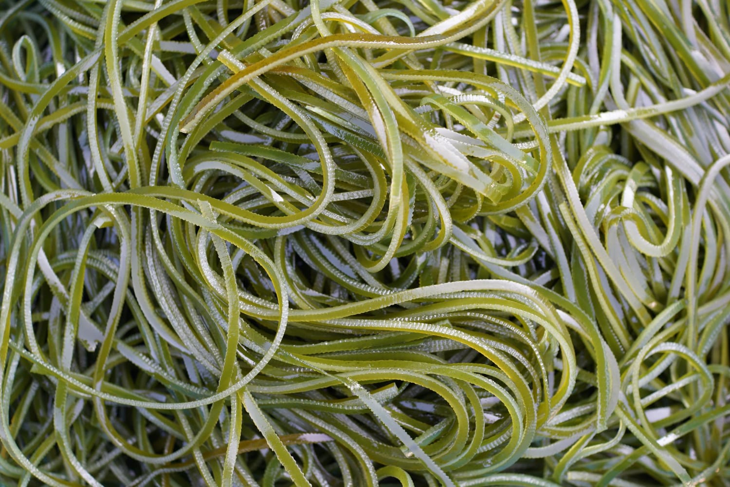 seaweed benefits_4-min