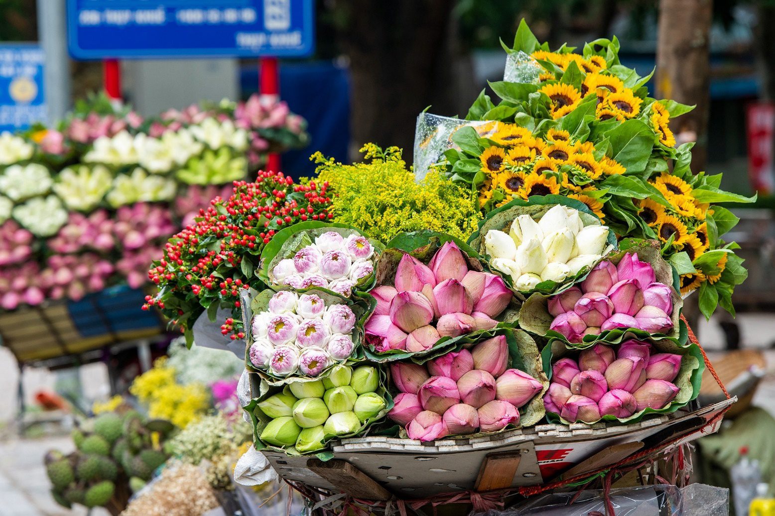Vietnamese lotus flower_4