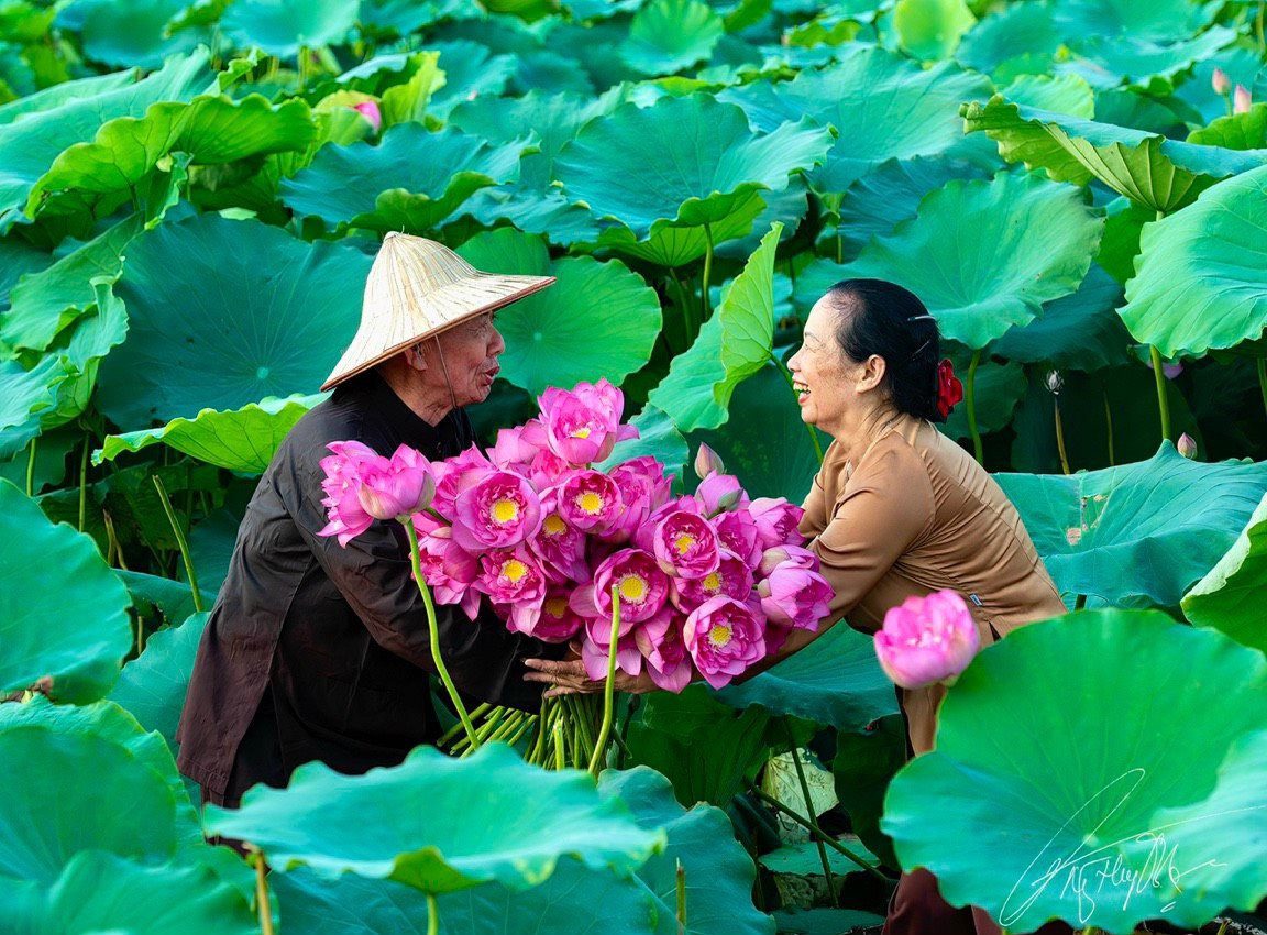 Vietnamese lotus flower_5