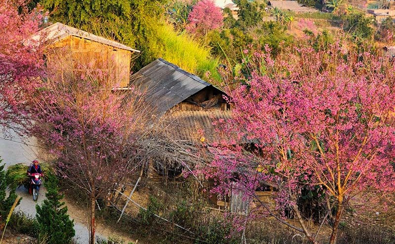 Du lịch sinh thái Mù Cang Chải