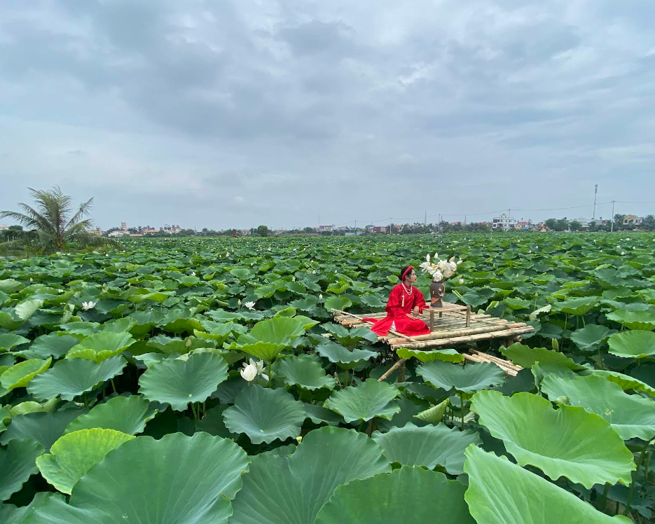 Lotus Pond in Vietnam
