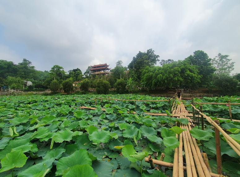Lotus Pond in Vietnam