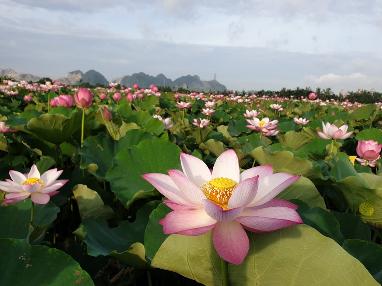 Lotus Pond in Vietnam