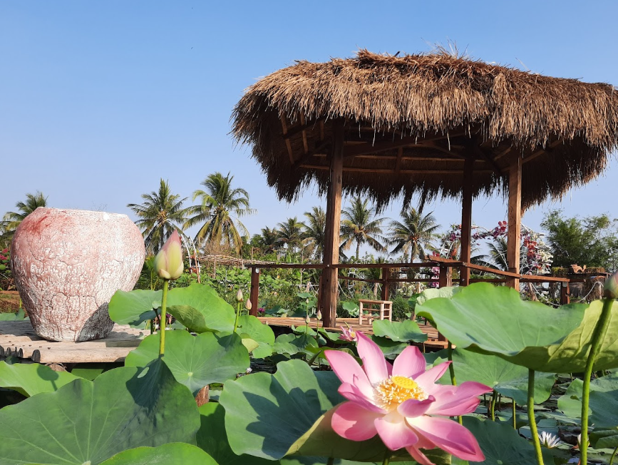 Lotus Pond in Vietnam