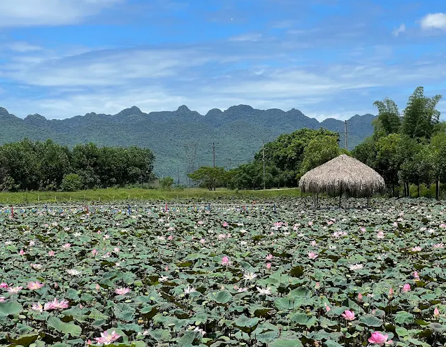 Lotus Pond in Vietnam