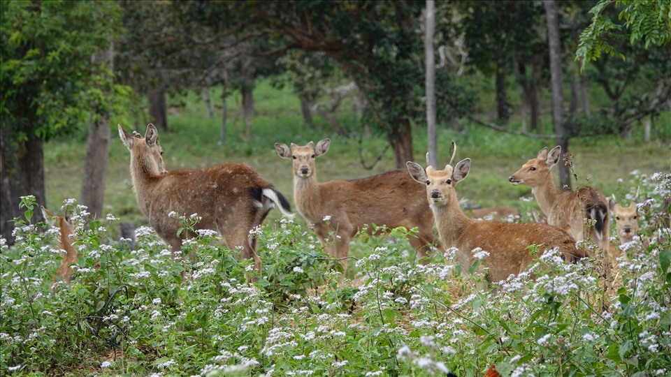 Kon Ka Kinh National Park