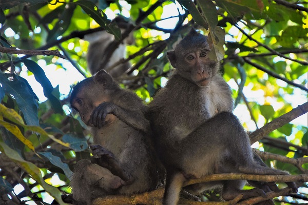 Vườn Quốc gia U Minh Hạ_U Minh Ha National Park