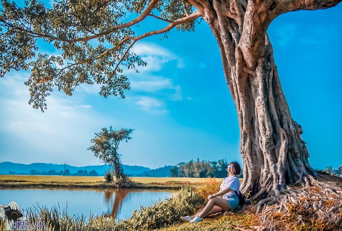 Ancient trees in Vietnam_1