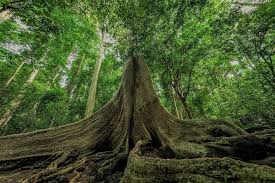 Ancient trees in Vietnam_4