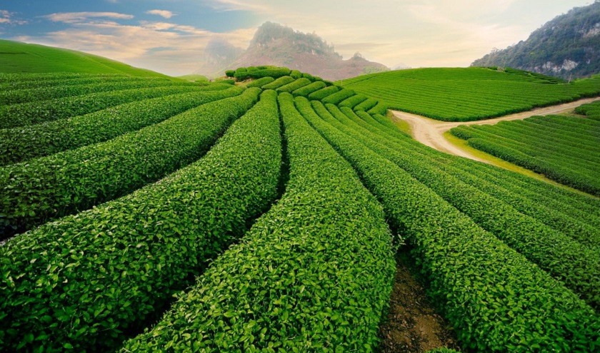Moc Chau tea plantations_1
