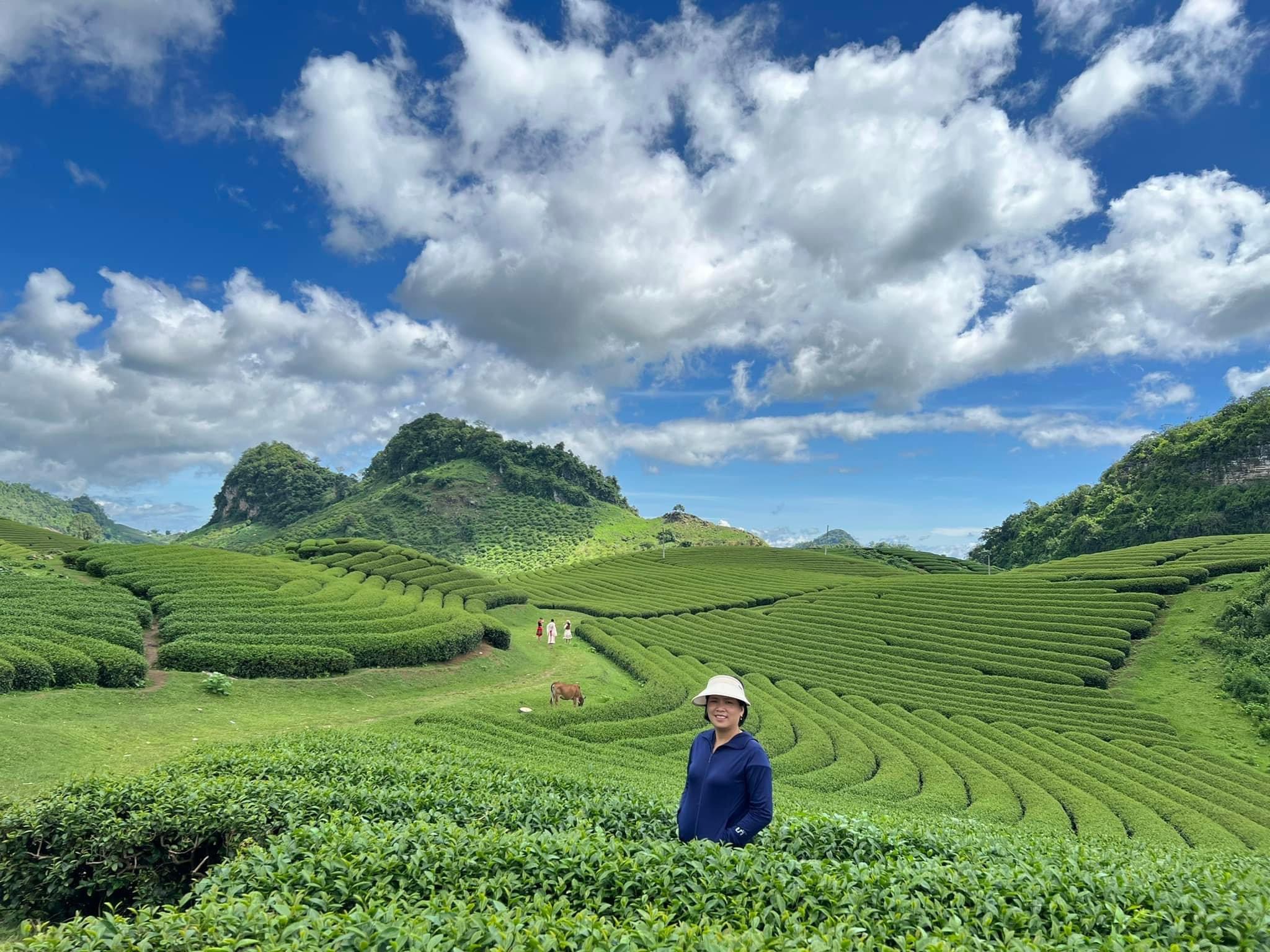 Moc Chau tea plantations_4