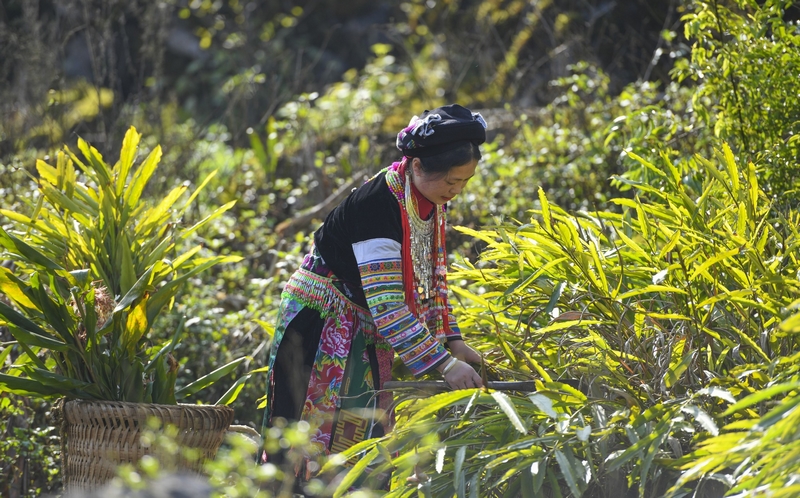 Traditional Vietnamese herbal medicine_1