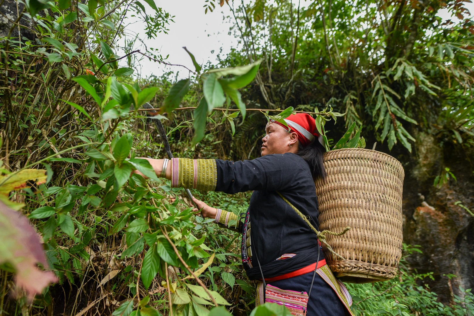 Traditional Vietnamese herbal medicine_3