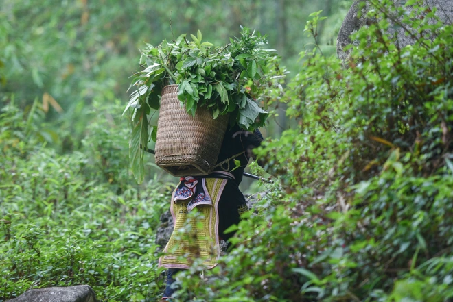 Traditional Vietnamese herbal medicine_4
