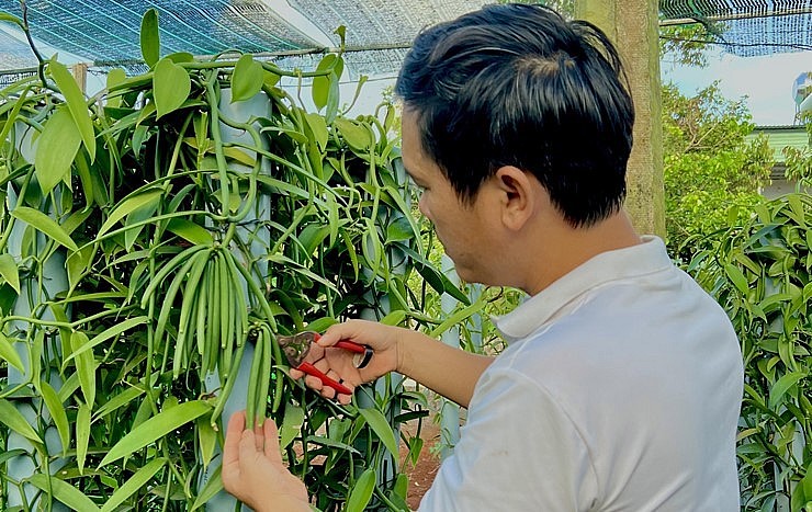 Vanilla farms in Vietnam_1