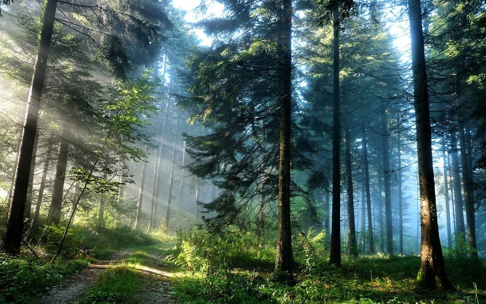 Vietnam pine forests_2