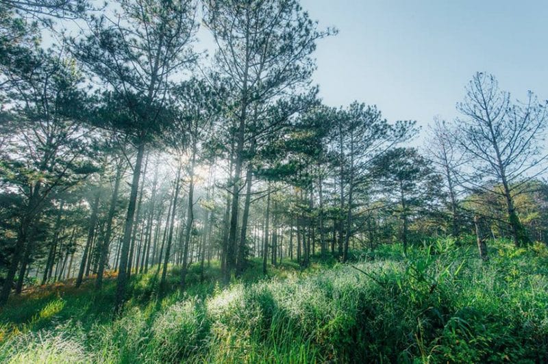Vietnam pine forests_4