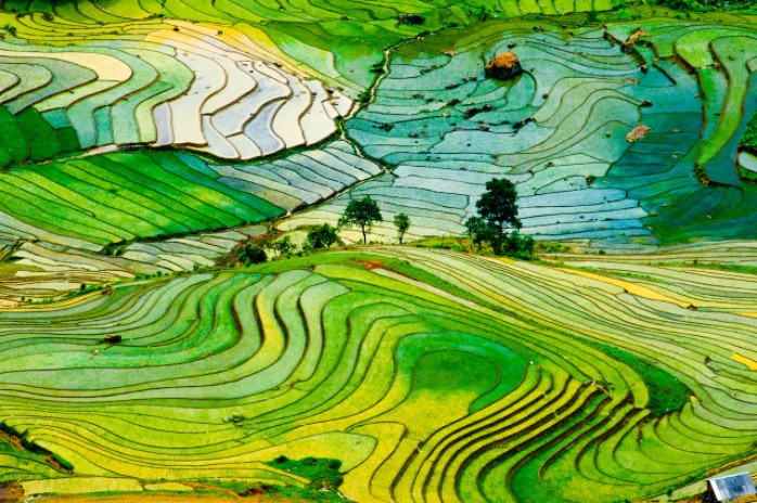 Vietnam rice terrace_1