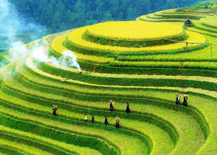 Vietnam rice terrace_2