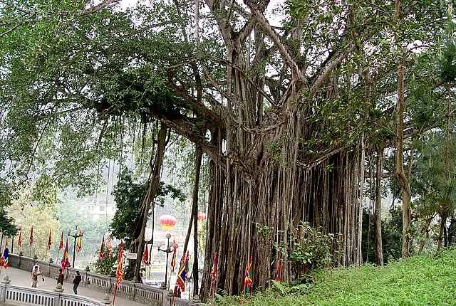 Banyan tree in Vietnam_2