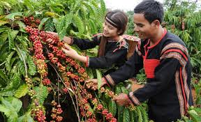 Buon Ma Thuot coffee tour_1