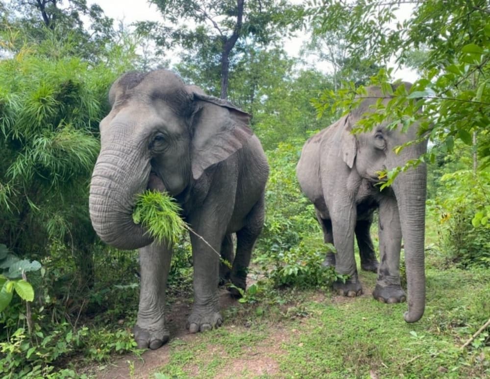 Vietnam wildlife conservation_1