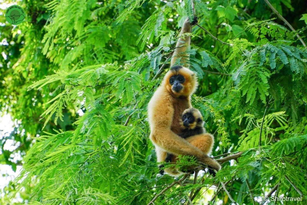 Vietnam wildlife conservation_2