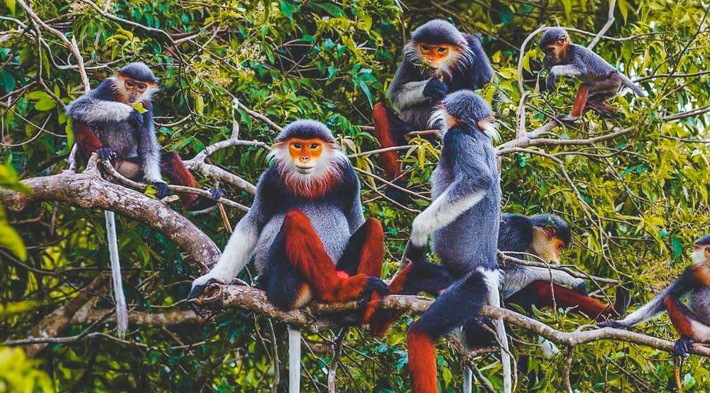 Vietnam wildlife tours_4