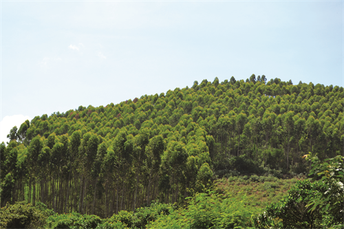 sacred forests Vietnam_3