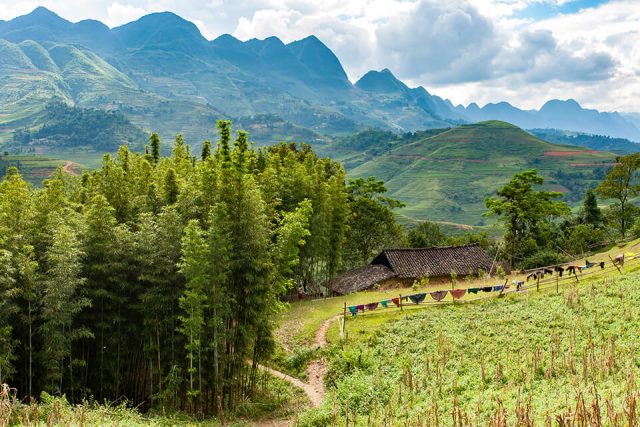 sacred forests Vietnam_4