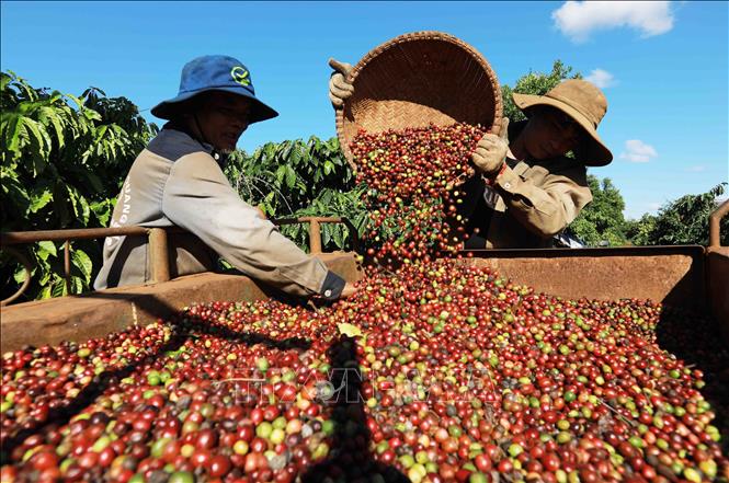 Buon Ma Thuot coffee culture_3