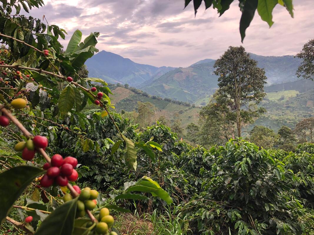 Buon Ma Thuot coffee culture_4