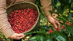 Buon Ma Thuot coffee culture_5