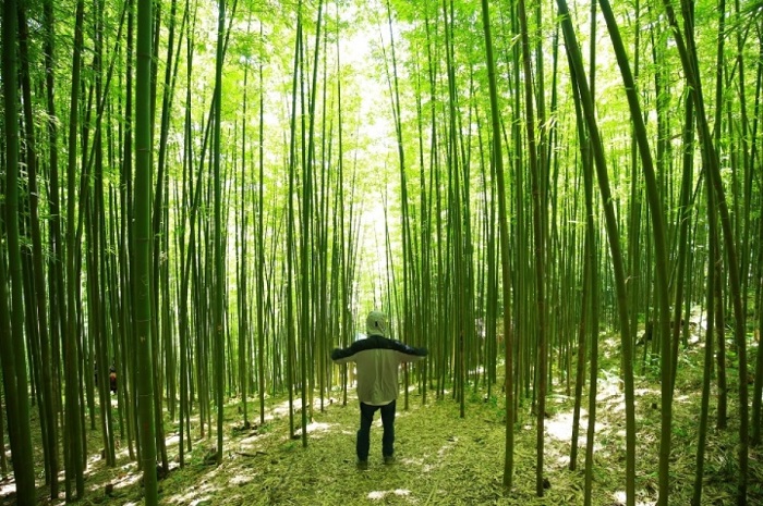 Vietnam bamboo forest_3