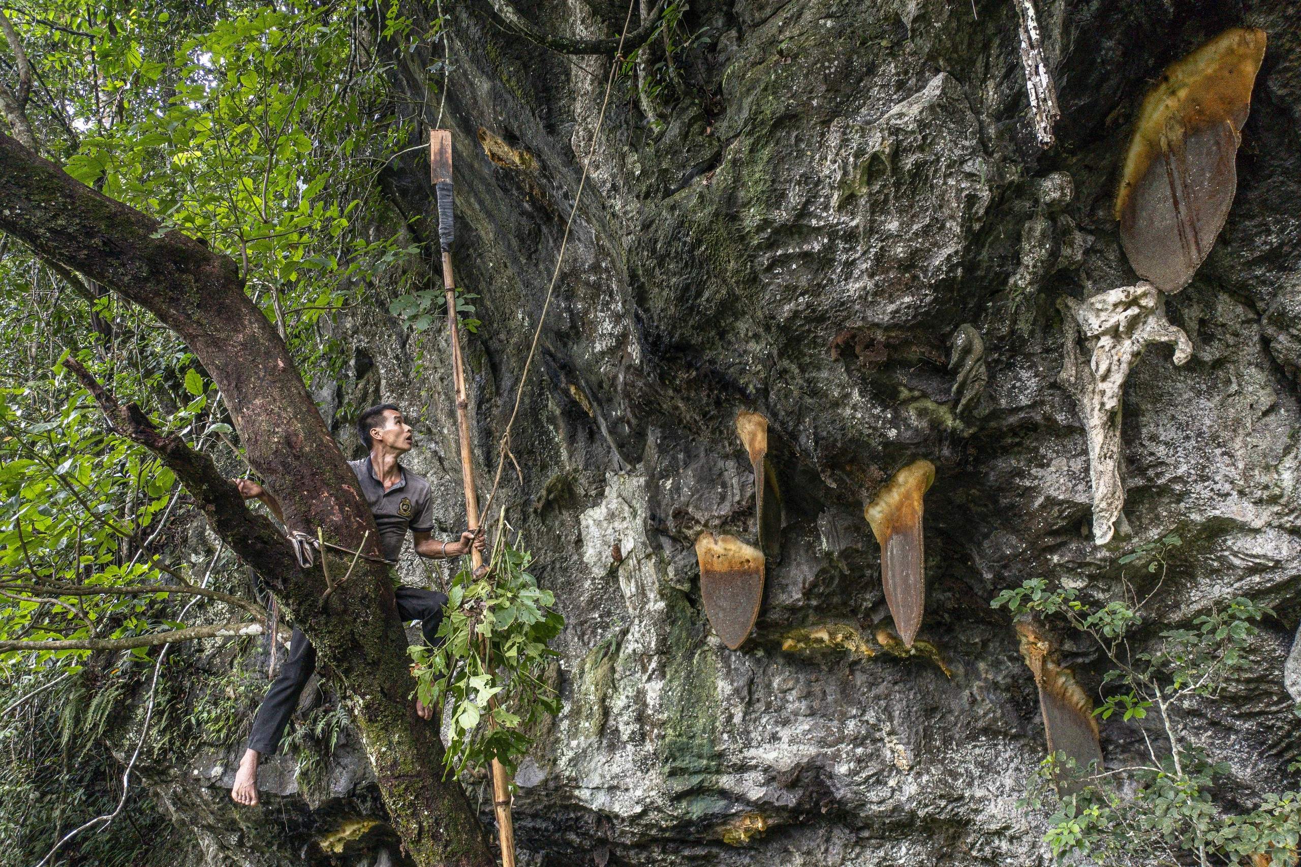 honey hunting Vietnam_1
