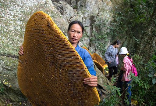 honey hunting Vietnam_2