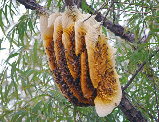 honey hunting Vietnam_3