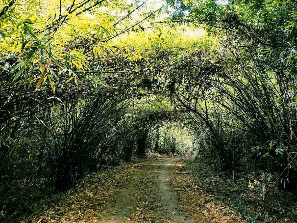 rewilding Vietnam_6