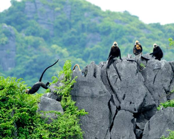 Vườn Quốc gia Cát Bà National Park