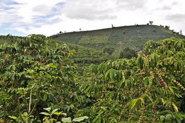 organic coffee trails in Vietnam_1