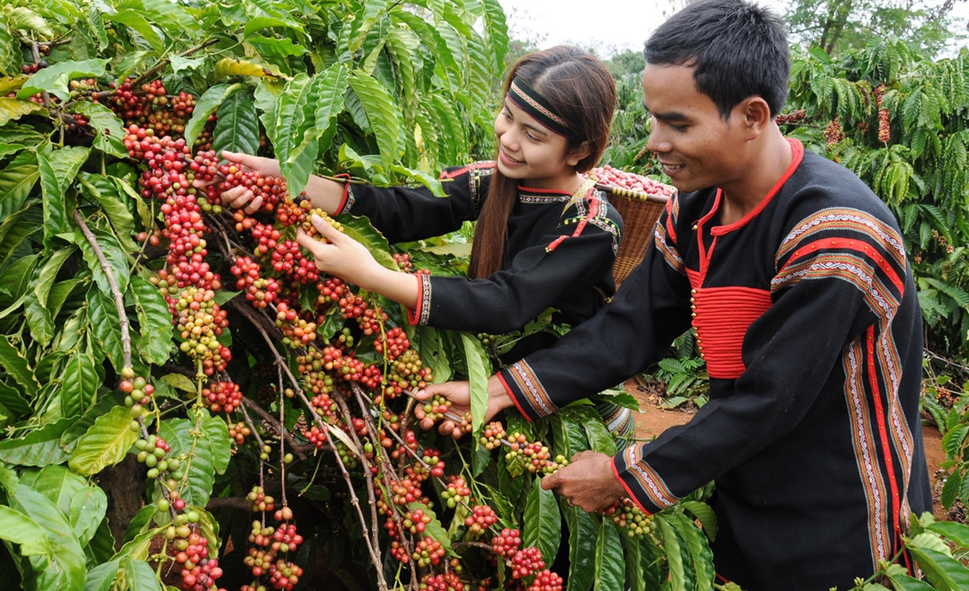 organic coffee trails in Vietnam_2