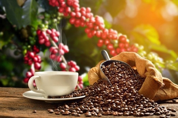 organic coffee trails in Vietnam_4