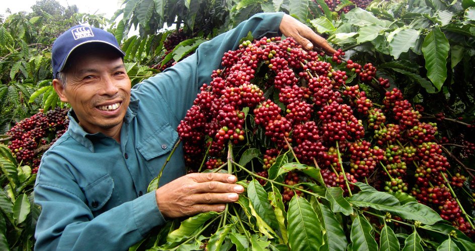 organic coffee trails in Vietnam_5
