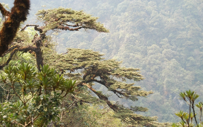 Fansipan flora and fauna_2